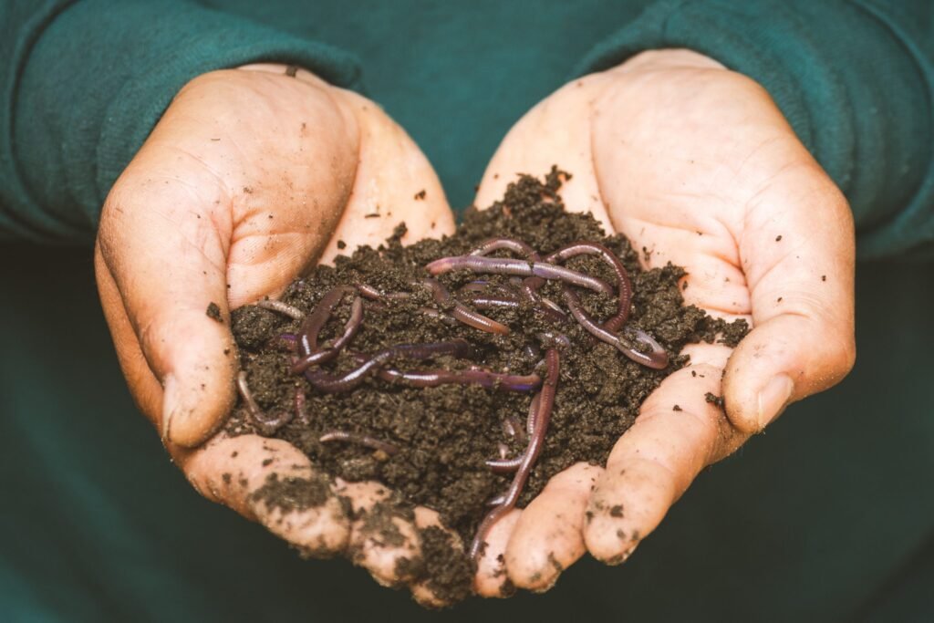 2 hands holding compost with earth worms