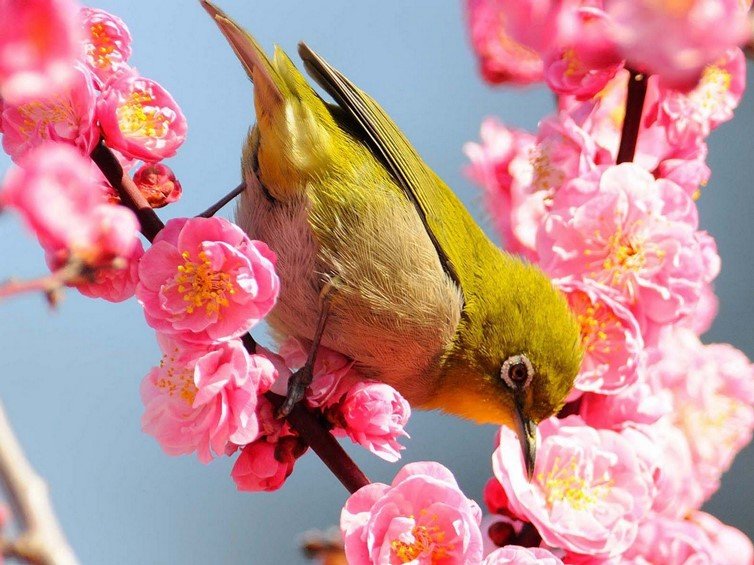 Image of Flowers and Bird