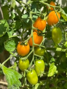 grape tomatoes ripening to bright orange