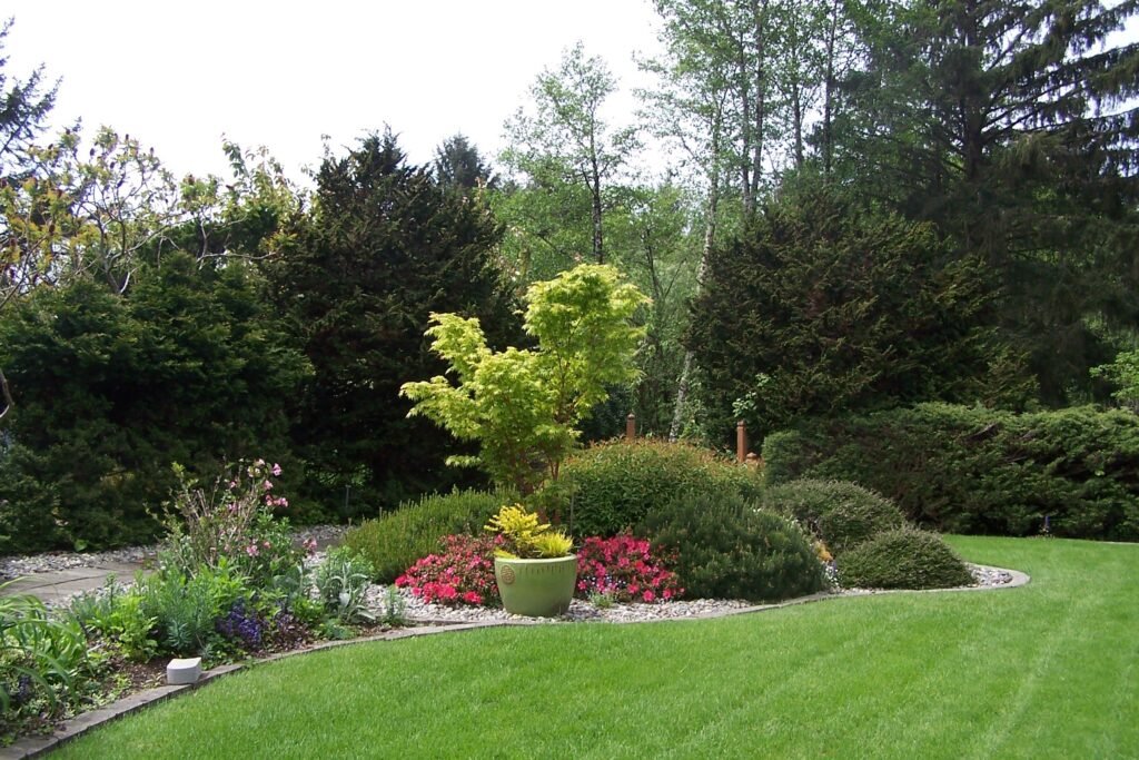 garden scene with conifers in background, lawn, edging and plantings