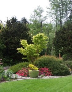 garden scene with conifers in background, lawn, edging and plantings