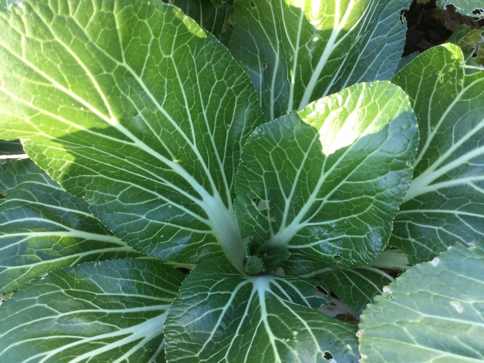 Bok choy plant in the demonstration garden