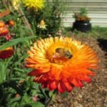 bee on straw flower