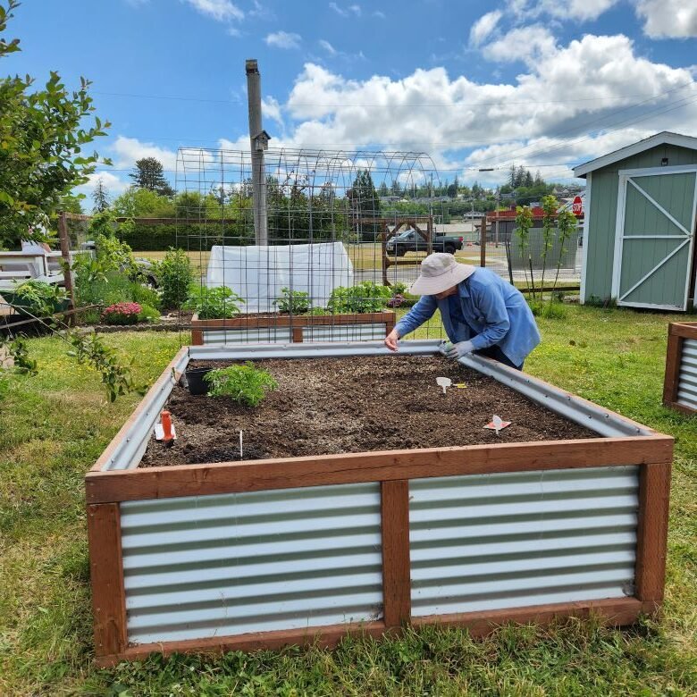 Master Gardener Volunteer planting into metal raised bed