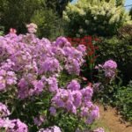 phlox, hydrangea, and crocosmia, in the demonstration garden