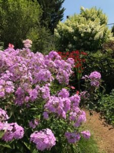 phlox, hydrangea, and crocosmia, in the demonstration garden