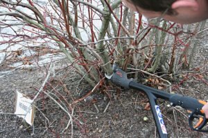 Pruning a blueberry bush