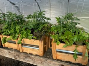 Varieties of vegetables in wood and metal planters