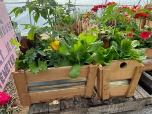 Veggies and flowers in wood and metal planters for Mothers Day Sale