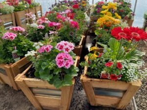 Colorful flowers in wood and metal planters