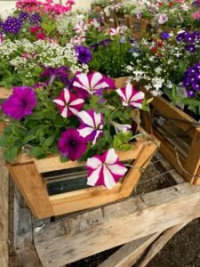 Colorful flowers in wood and metal planters