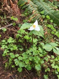 Trillium in bloom with oxalis and violet leaves