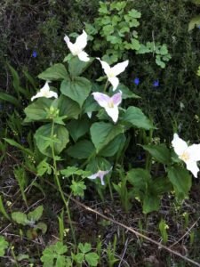 Cluster of six trilliums with columbine leaves and lily of the valley buds