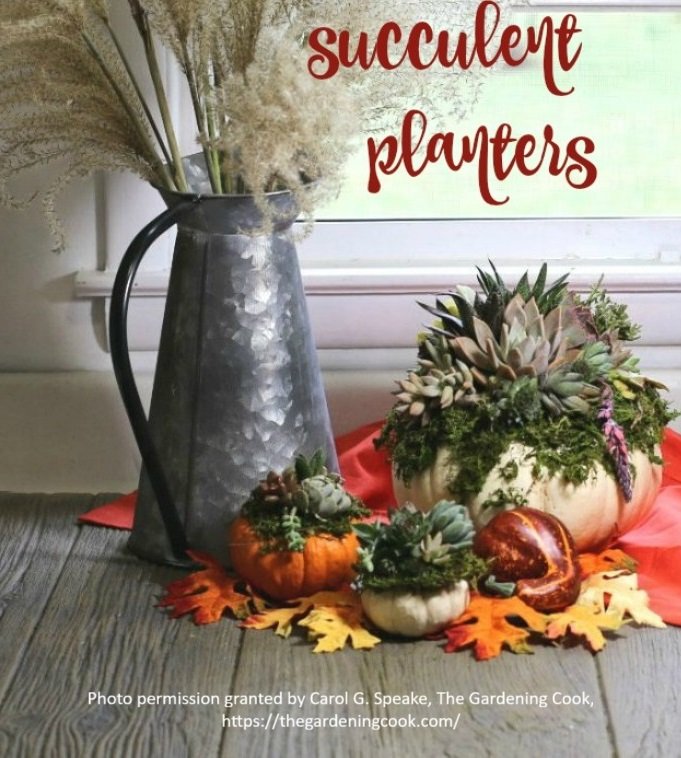 Photo permission granted by Carol G. Speake, The Gardening Cook - https://thegardeningcook.com - several small pumpkins and gourds used as planters for succulents