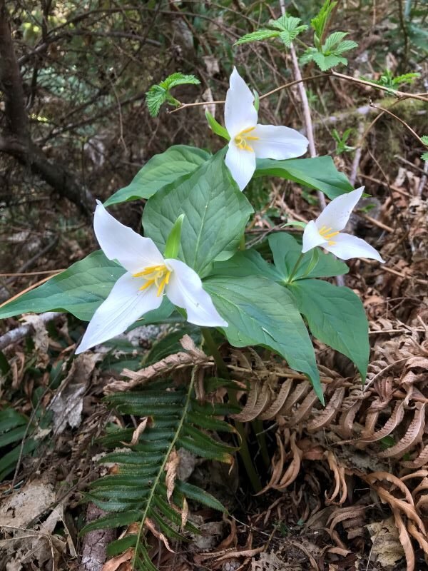 3 white trilliums with sword fern leaves