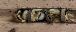 mason bees nest in cavities, and use clay soils to make small nest chambers inside the cavity - source WSU