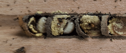 mason bees nest in cavities, and use clay soils to make small nest chambers inside the cavity - source WSU