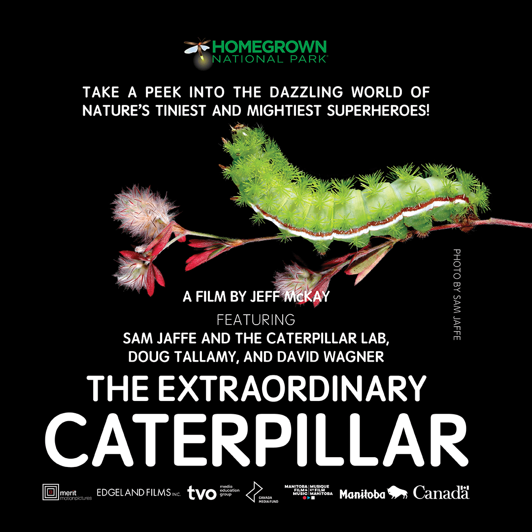 The Extraordinary Caterpillar by Homegrown National Park - film advertisement