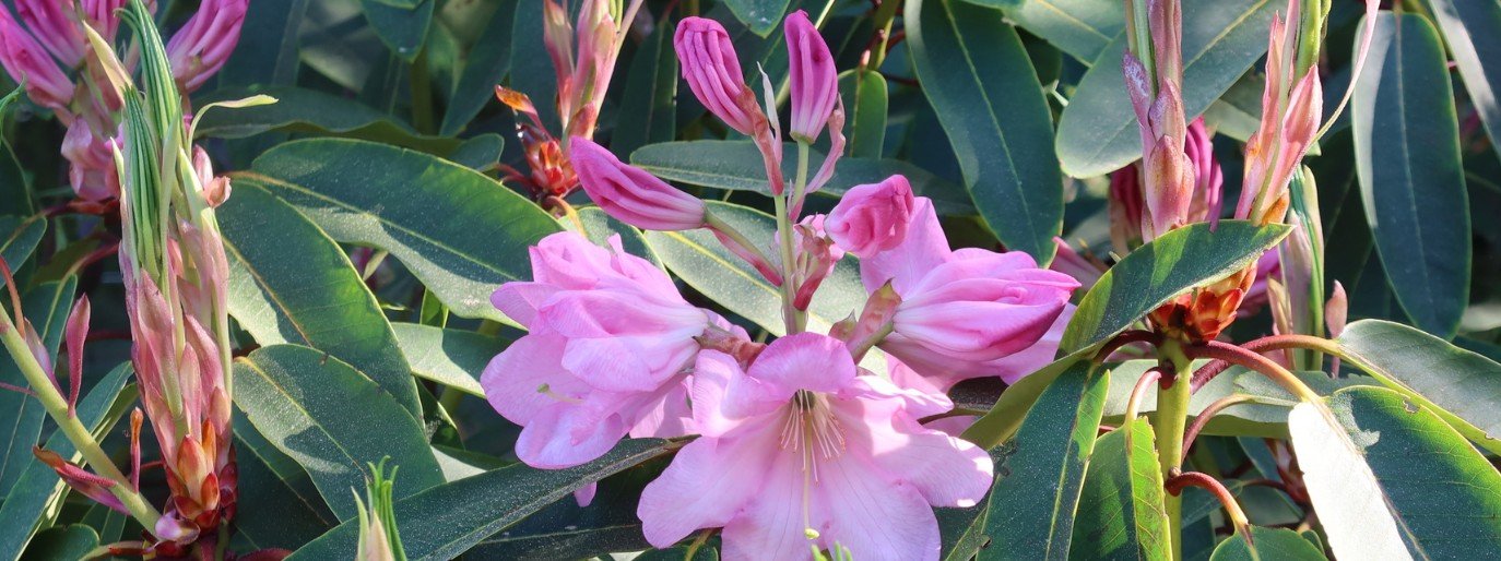 pink rhododendron blossom and buds