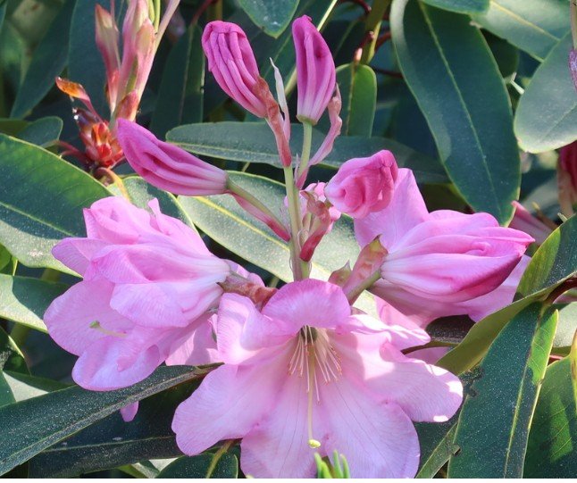 Pink rhododendron blossom and leaves