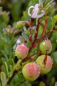 several unripe cranberries and cranberry blossom on stem