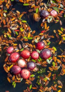 loose cranberries floating with cranberry leaves in a flooded cranberry bog