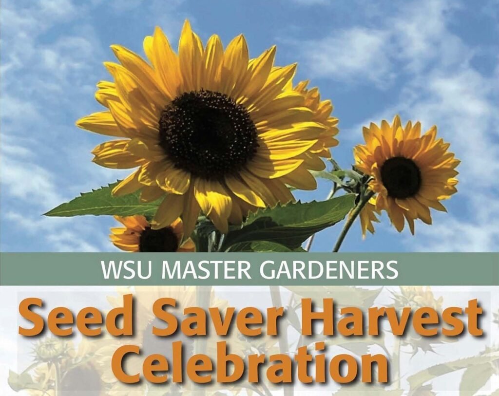 WSU Master Gardeners - Seed Saver Harvest Celebration with sunflowers against a blue sky